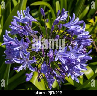 Afrikanische Lilie - Agapanthus praecox - (auch bekannt als Lilie des Nils) Blütenkopf Stockfoto