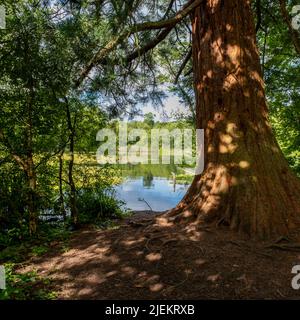 Blick auf den See in der frühmorgendlichen Sommersonne und eingerahmt von Bäumen und Baumstämmen Stockfoto