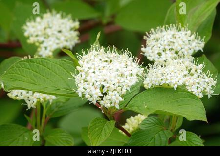 Cornus alba „Sibirica“, blüht sibirischer Hundewald Stockfoto