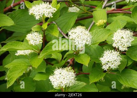 Weiß, Cornus alba 'Sibirica', Blume, blühender Strauch, Dogwood Stockfoto