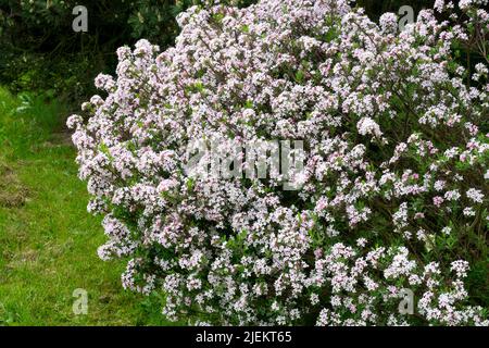 Daphne 'Somerset', blühender Strauch im Garten, Daphne × burkwoodii Somerset Stockfoto