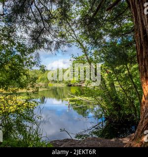 Blick auf den See in der frühmorgendlichen Sommersonne und umgeben von Bäumen Stockfoto