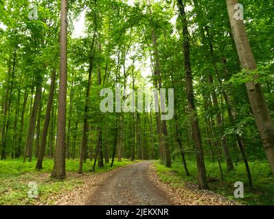 Blick auf die andere Landschaft beim Wandern im Hochsommer. Vorbei an einem sattgrünen Wald. Stockfoto