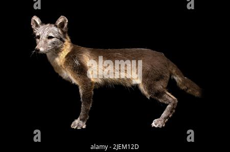 Ein arktischer Fuchs, Sommermantel, isoliert auf schwarzem Hintergrund Stockfoto