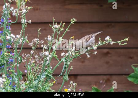 Im Sommer, England, Großbritannien, füttert der Haussperling (Passer domesticus) Samen auf natürlichen Wildblumen oder Unkraut in einem wilden Garten Stockfoto