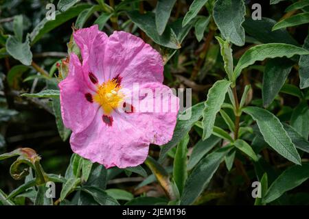 Helle Corollen, aus zerknittert leuchtender rosa Seide, mit Einem Herz, das mit goldgelben Staubgefäßen bespannt ist. Stockfoto