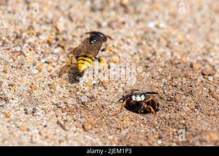 Europäischer Bienenwolf (Philanthus triangulum), eine einsame Wespe auf sandiger Heide, Surrey, England, Großbritannien. Weibchen bewacht ihren Nestbau vor einem anderen Bienenwolf Stockfoto