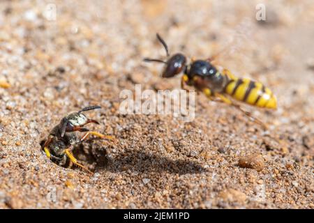 Europäischer Bienenwolf (Philanthus triangulum), eine einsame Wespe auf sandiger Heide, Surrey, England, Großbritannien. Weibchen bewacht ihren Nestbau vor einem anderen Bienenwolf Stockfoto