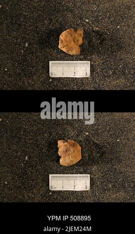 Cyrtolites ornatus Conrad, 1838. Stockfoto