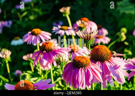 Violette Kegelblumen, Echinacea purpurea Stockfoto