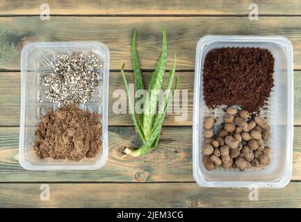 Vorbereitung für die Pflanzung eines Aloe-Sämlings, in Kunststoffbehältern, Flusssand, Vermiculit, Blähton und Boden für Sämlinge. Holzhintergrund. Stockfoto