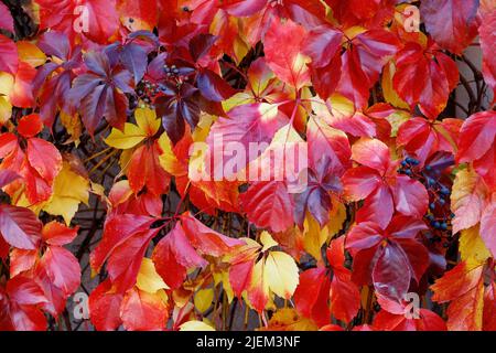 Herbstblätter von Bostoner Efeu oder japanischem Creeper (Parthenocissus tricuspidata). Stockfoto