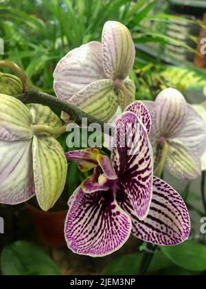 Rosa Blütenblätter einer Orchidee Stockfoto