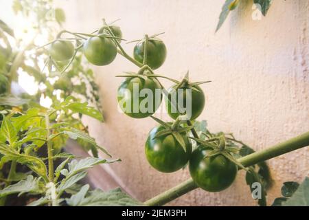 Grüne, unreife Kirschtomaten, die in einem heimischen Gartentopf vom Stamm abwachsen Stockfoto