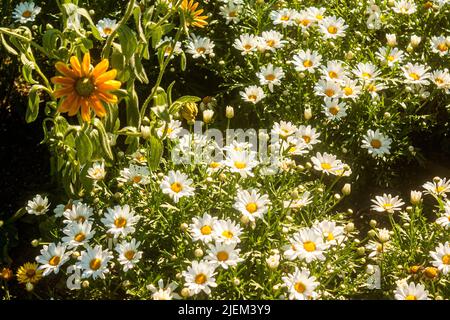 Marguerite-Gänseblümchen, Argyranthemum frutescens Stockfoto