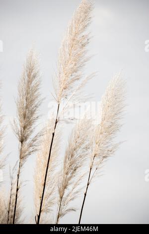 Detail der Pflanze Cortaderia selloana Stockfoto