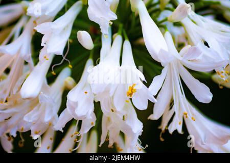 Afrikanische Lilie, Agapanthus praecox oder Agapanthus africanus Stockfoto