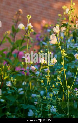 Nahaufnahme von weißen Hollyhocks, die auf hohen grünen Stielen in einem privaten und abgelegenen Garten zu Hause blühen und blühen. Zartes, zartrosa alcea rosea Stockfoto