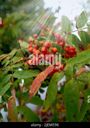 Nahaufnahme der roten Pyramicantha-Beeren im Herbst. Zweig der orange Glow Pflanze der sorte pyramicantha oder Firethorn. Eine wunderschöne, fokussierte Naturaufnahme aus Rot Stockfoto