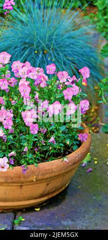 Ein Portrait-Nahaufnahme-Bild von einem Keramiktopf und Petunia-Blume in der Vase mit grünem Blatt, Stiel auf dem Ziegel an einem hellen sonnigen Tag gehalten. Pflanze Petunia Stockfoto