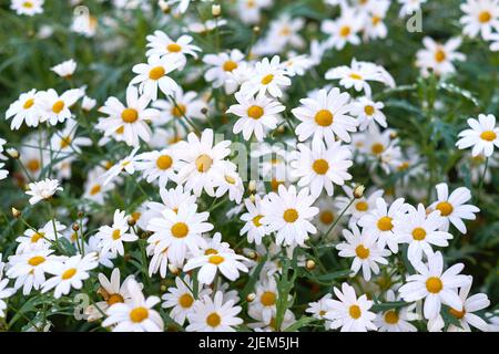 Kamille Gänseblümchen wächst auf einem Feld oder botanischen Garten in der Natur im Frühling im Freien. Weiße marguerite oder gewöhnliche englische Gänseblümchen blühen Stockfoto