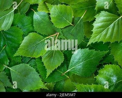 Birke Blätter Textur Hintergrund. Frühlingsbirkengrünes Blattmuster mit Kopierraum. Draufsicht oder flache Leinwand mit frischen grünen Birkenblättern Stockfoto