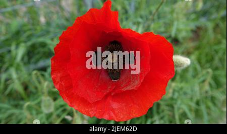 Ein roter Mohn im Gras. Andere Namen dieser Pflanze sind: Papaver rhoeas, Mohnblume, Maismohn, Maisrose, Feldmohn, Flanderns Mohn, Stockfoto