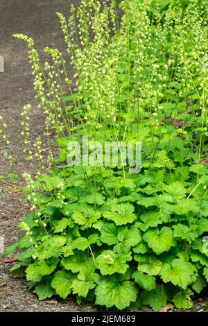 Tellima grandiflora, wächst im Garten Hardy, Mehrjährige, Pflanzen, Rand, Grenze Stockfoto