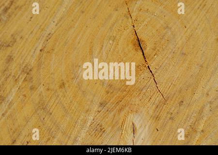 Holzmasernstruktur von altem Baumstumpf mit Rissen. Detail von groben Texturen auf gebrauchten Baumstamm. Holzmaterial mit Schnitzmarken. Kreisförmige Muster Stockfoto