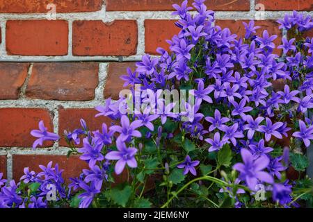 Ein Haufen lila Glockenblumen blüht draußen vor der roten Ziegelwand. Schöne Blumenpflanzen mit grünen Blättern, die in einem Garten oder Hinterhof wachsen. Viele Stockfoto