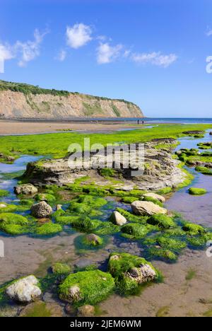 Robin Hood's Bay Yorkshire mit Strand und mit Algen bedeckten Felsen von der Slipanlage im Dorf Robin Hood's Bay Yorkshire England GB aus gesehen Stockfoto