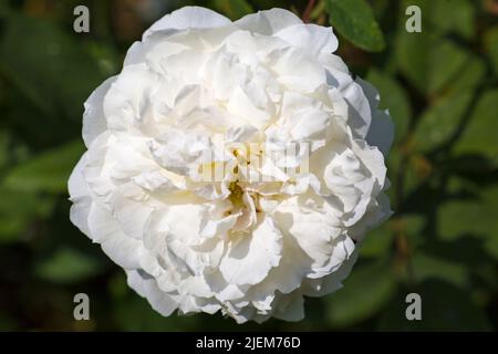 Rosa Susan Williams-Ellis Rose blüht im Englischen Garten im Juni Stockfoto