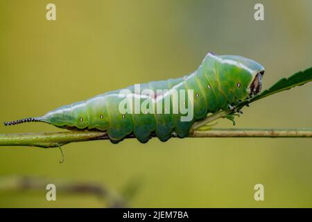Cerura Vinula oder Puss Moth Caterpillar Macro Stockfoto