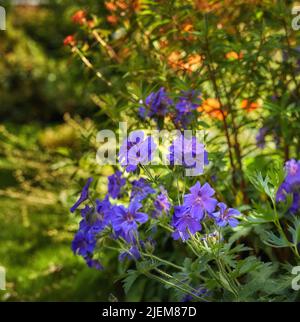 Wiesengeranienblüten blühen im Park in der Natur. Viele lila Pflanzen wachsen und blühen im Sommer auf dem Feld. Wunderschöne violett blühende Pflanzen Stockfoto