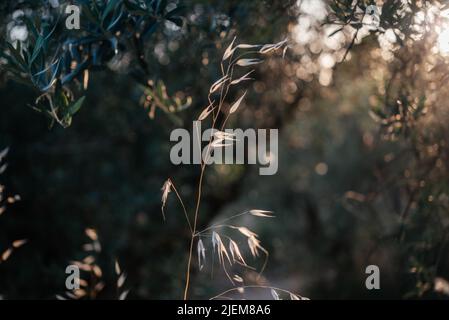 Goldene trockene Haferspiesse mit Hintergrundbeleuchtung und untergehenden Sonnenstrahlen Stockfoto