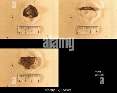 Rafinesquina deltoidea (Conrad, 1839). Stockfoto