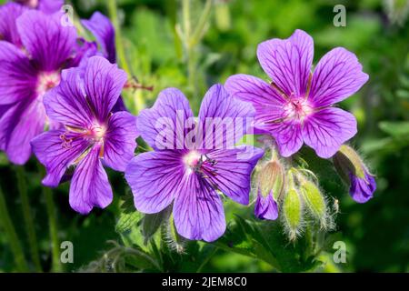 Hardy, Geranien, Purple, Perennial, Geranium, Blume, Blüten, Geranium platypetalum, Kranichschnabel Blumen Stockfoto