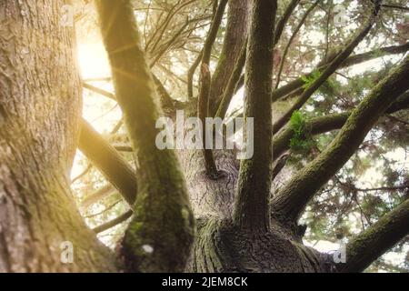 Sonnenstrahlen, die durch die dicken Äste und Blätter eines Baumes in einem Wald mit dichter Vegetation und üppigem Laub leuchten Stockfoto