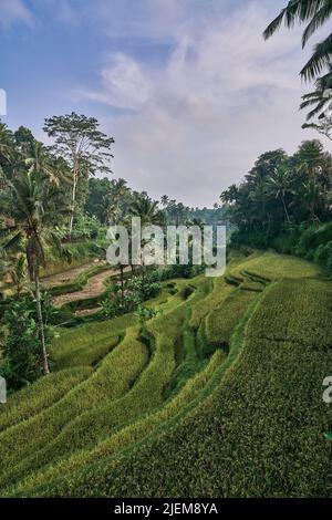 Tegallalang Reisterrasse in Bali Indonesien Stockfoto