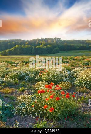 Ein gefällter Sonnenuntergang in einer entspannenden Außenlandschaft. Ein Abend an einem Ziel in der Dämmerung. Farbenfroh bewölkten Himmel bei Sonnenuntergang mit verschiedenen Sorten von Stockfoto