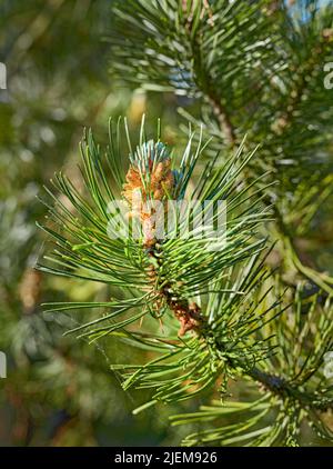 Nahaufnahme eines Kiefernzweiges, der in einem Naturpark oder Garten wächst. Nadelwald Pflanze im Frühjahr auf unscharfen Hintergrund. Pollenkegel an der Spitze eines Stockfoto