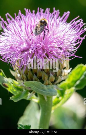 Hummel auf Blume Maral Wurzel Insekt auf Unkraut Stockfoto
