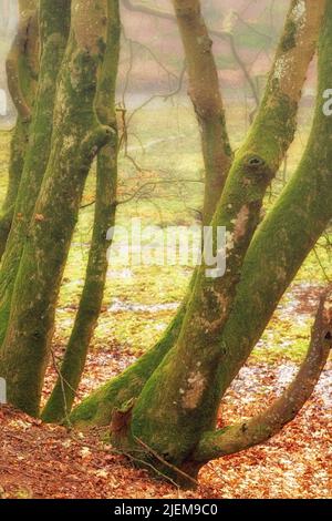 Moos wächst auf einem großen alten Baum mit abgefallenen Blättern in einem Wald oder Dschungel draußen an einem neblig kalten Tag im Herbst. Landschaft der Umwelt und Vegetation Stockfoto