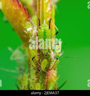 Blattkolonie aus der Nähe. Greenfly oder Green Aphid Garten Parasiten Insektenpest Makro auf grünem Hintergrund Stockfoto