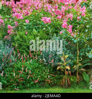 Überwucherter farbenfroher Garten mit verschiedenen Pflanzen. Üppig grüner Hinterhof mit blühenden Büschen und hellen Blüten. Verschiedene Kräuter und Wildblumen wachsen hinein Stockfoto