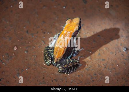 Fungoid Frog, Maharashtra, Indien. Hylarana malabarica Frosch Arten in der Familie Gift Dart bunten Frosch Stockfoto