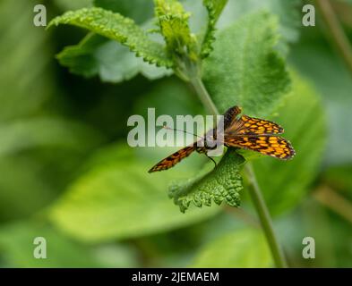 Heide Fritillary Schmetterling sonnening mit offenen Flügeln Stockfoto