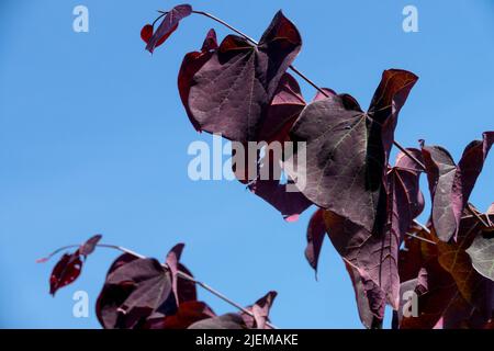 Cercis 'Forest Pansy', dunkelviolette Blätter, Cercis canadensis 'Forest Pansy', Redbud, Zweigbaum Stockfoto
