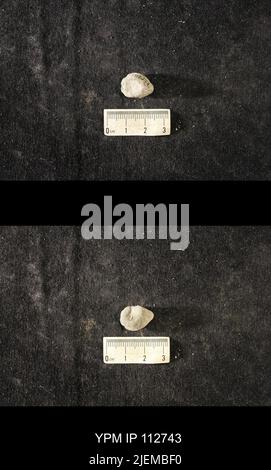 Cyrtolites ornatus Conrad, 1838. Stockfoto