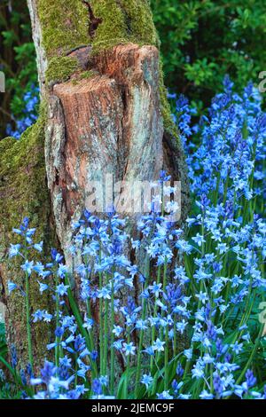 Ein Strauß blauer Blumen wächst um einen moosigen Stumpf herum. Wilde Bluebell-Pflanzen umgeben von einem verfallenden Flechten bedeckten Baumstamm im Frühjahr. Bunt belaubt Stockfoto